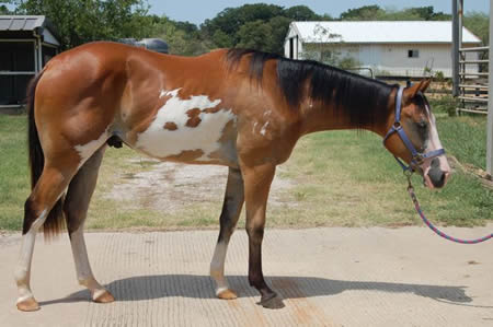 Propose To Show - 2009 Bay Overo Stallion by IMPRO